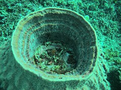 Phylum Porifera - Sponge